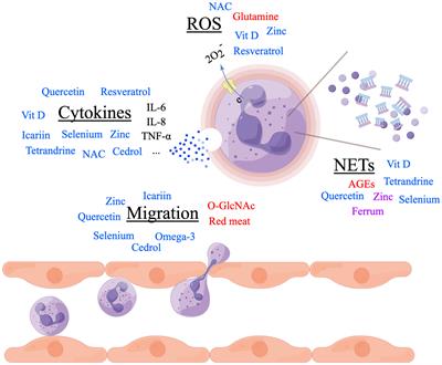 Nutrients and rheumatoid arthritis: From the perspective of neutrophils